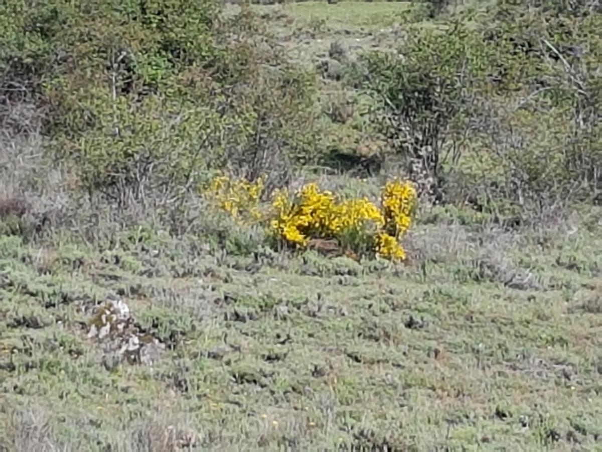 La Posada De Horcajuelo Horcajuelo de la Sierra Екстериор снимка