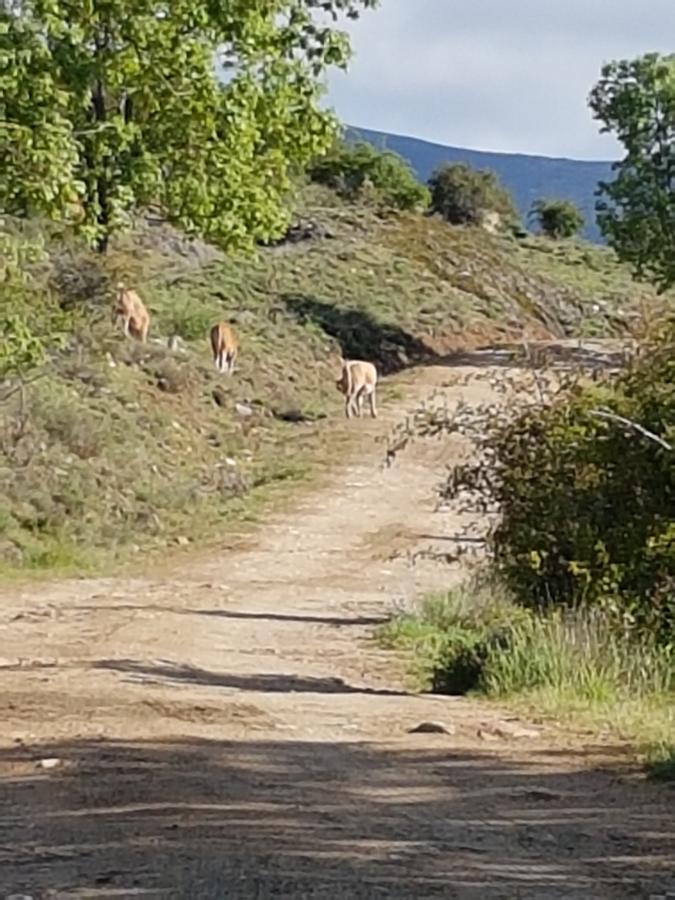 La Posada De Horcajuelo Horcajuelo de la Sierra Екстериор снимка